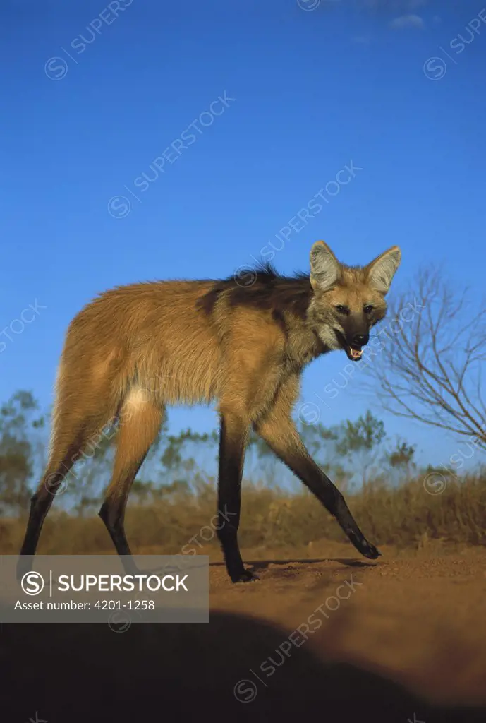 Maned Wolf (Chrysocyon brachyurus) stilt-like legs adapted for roaming long distances in tall grass habitat, Serra de Canastra National Park, Brazil