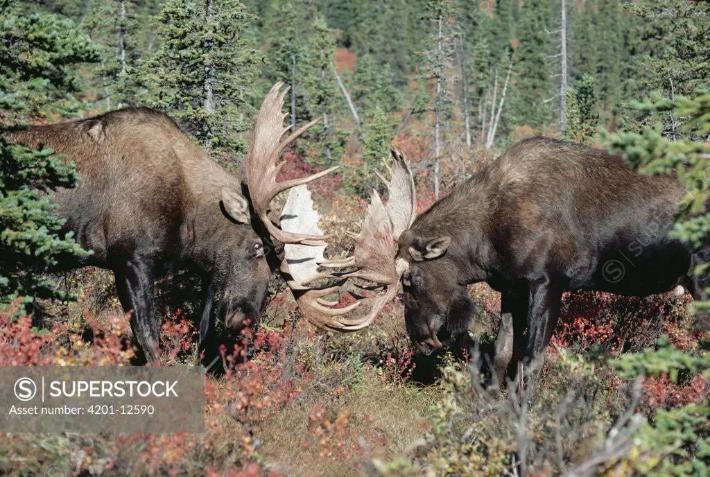 Moose (Alces americanus) two males fighting, Alaska
