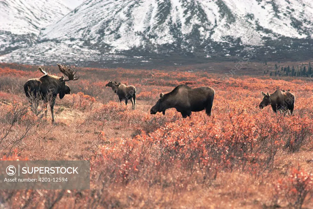 Moose (Alces americanus) male watches over harem on tundra, Alaska