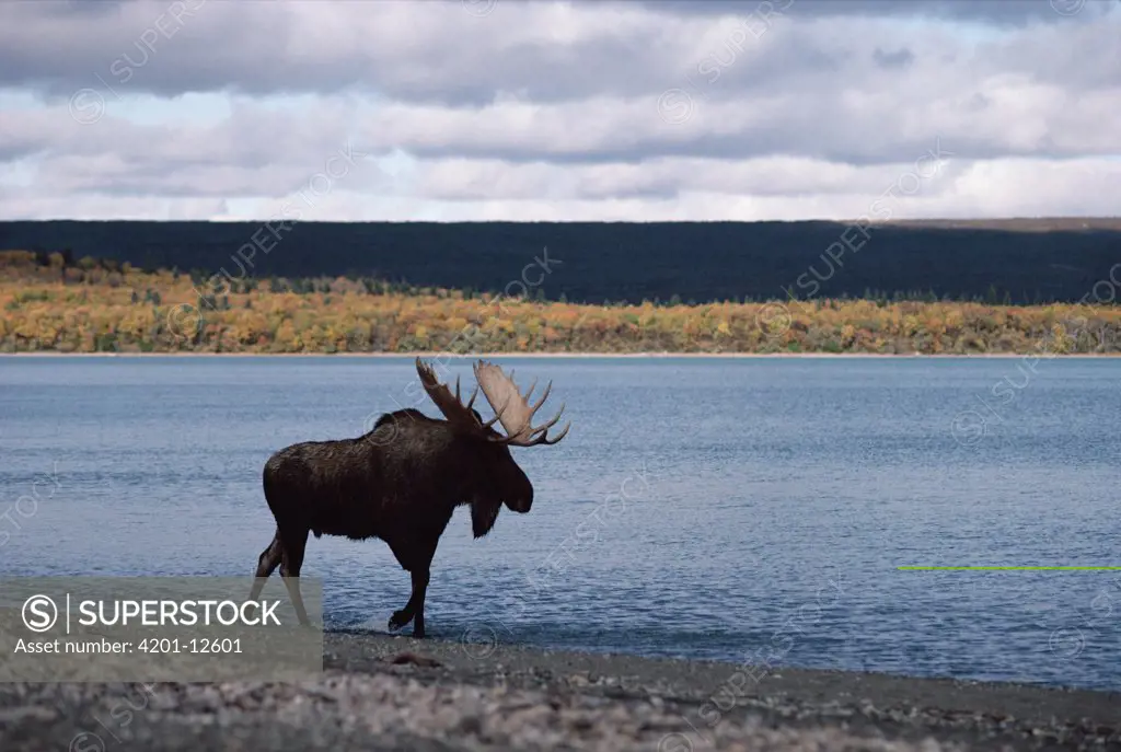 Moose (Alces americanus) bull walking along lake in autumn, Alaska