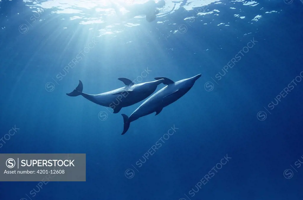 Atlantic Spotted Dolphin (Stenella frontalis) pair underwater, Bahamas