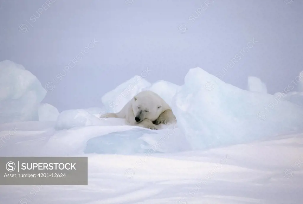 Polar Bear (Ursus maritimus) sleeping, Baffin Island, Nunavut, Canada