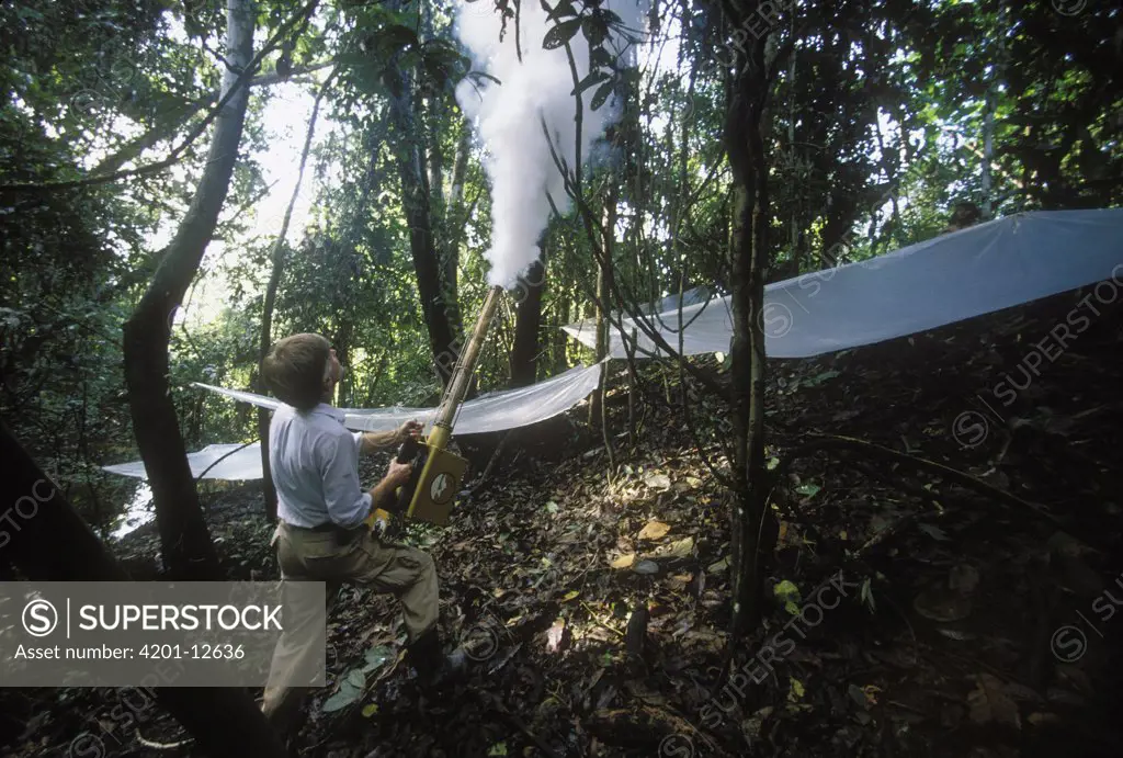 Entomologist Terry Erwin fogs rainforest canopy with biodegradable pesticide, insects fall onto plastic sheets for collection and study, Pacaya-Samiria National Reservation, Peru