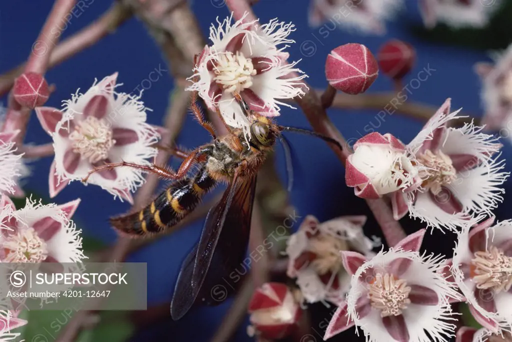 Rudraksha (Elaeocarpus ganitrus) wasp collecting nectar from Elaeocarpus tree flowers, Sinharaja Biosphere Reserve, Sri Lanka
