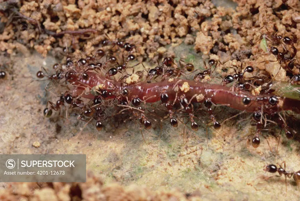 Marauder Ant (Pheidologeton diversus) group carrying earthworm back to nest, with two minor workers riding on prey as guards, Malaysia