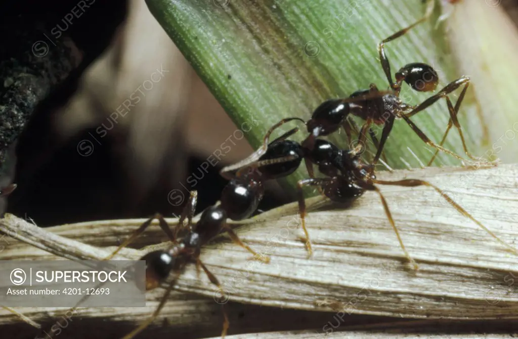 Marauder Ant (Pheidologeton diversus) close up of two battling minor workers pulling on each other after fighting for nearly an hour, antennas and limbs begin to pop off under the strain, Malaysia