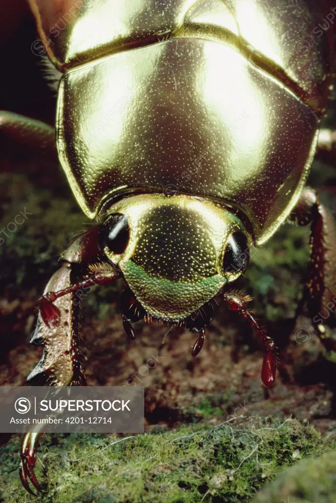 Golden Scarab Beetle (Plusiotis resplendens) portrait, Monteverde Reserve, Costa Rica