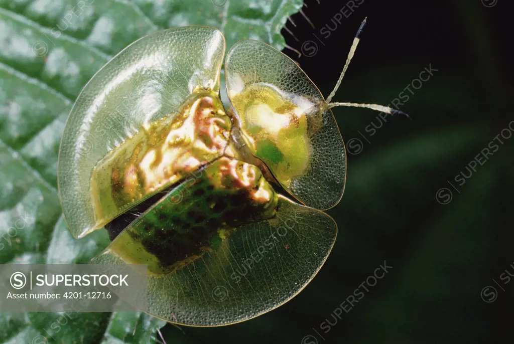 Golden Tortoise Beetle (Metriona bicolor), Sinharaja Biosphere Reserve, Sri Lanka
