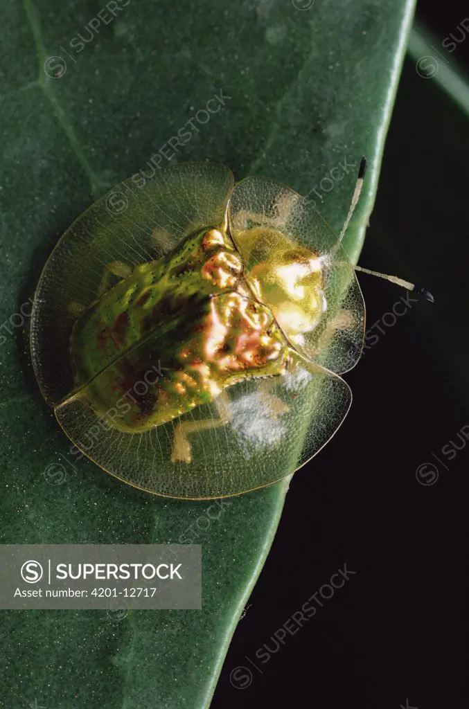 Golden Tortoise Beetle (Metriona bicolor), Sinharaja Biosphere Reserve, Sri Lanka