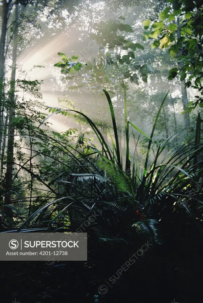 Light streams through a canopy break allowing growth of understory plants, near Pasoh, Peninsular Malaysia