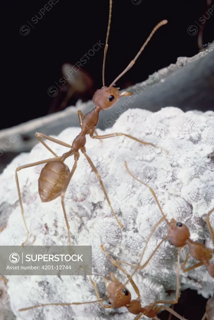 Weaver Ant (Oecophylla longinoda) group guarding the scale insects they milk for food, Peninsular Malaysia