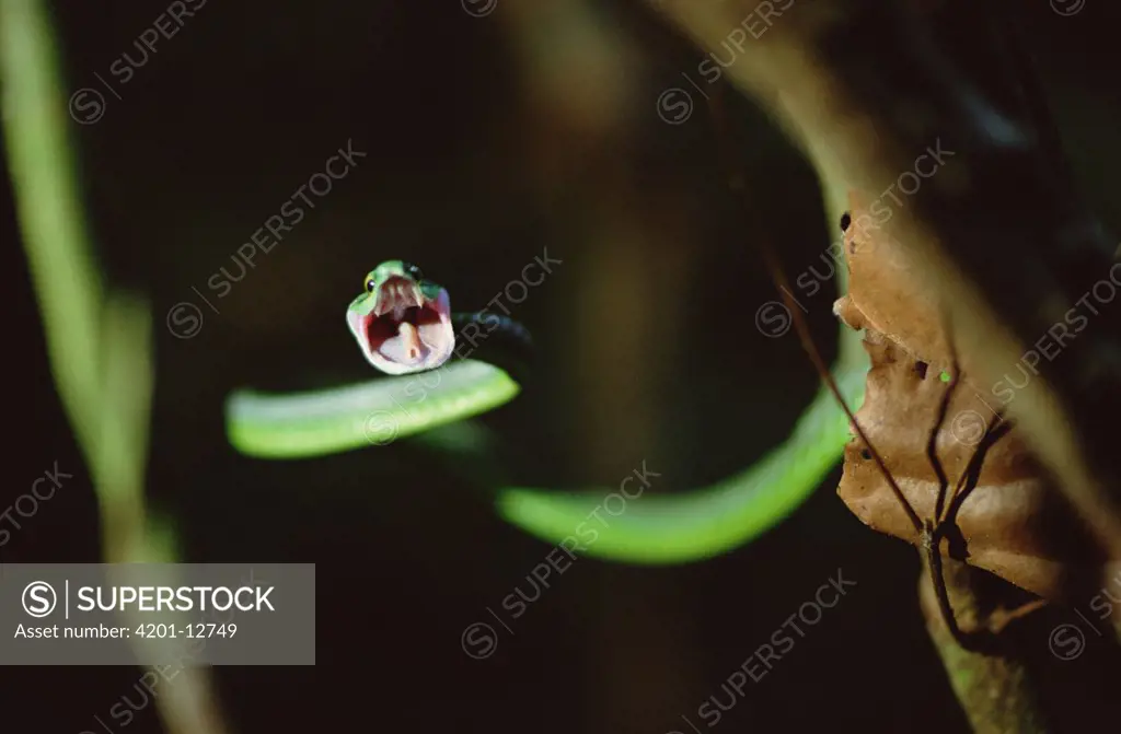 Parrot Snake (Leptophis ahaetulla) with open mouth, Barro Colorado Island, Panama