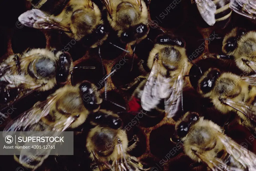 Honey Bee (Apis mellifera) group gather around dancing bee to learn of nectar sources, Wurzburg, Germany