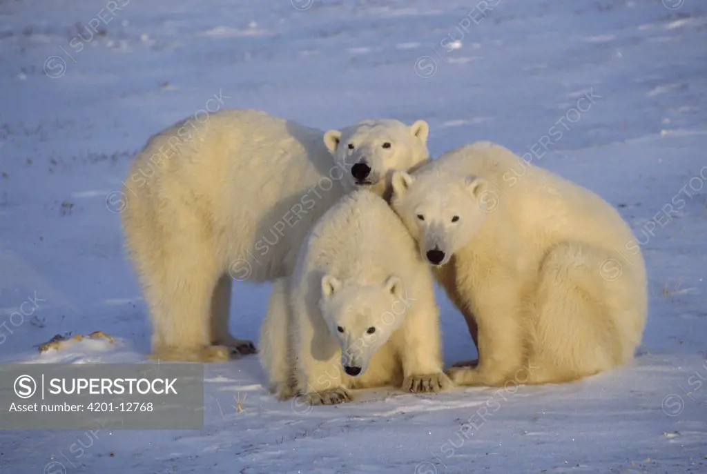 Polar Bear (Ursus maritimus) trio, Churchill, Manitoba, Canada