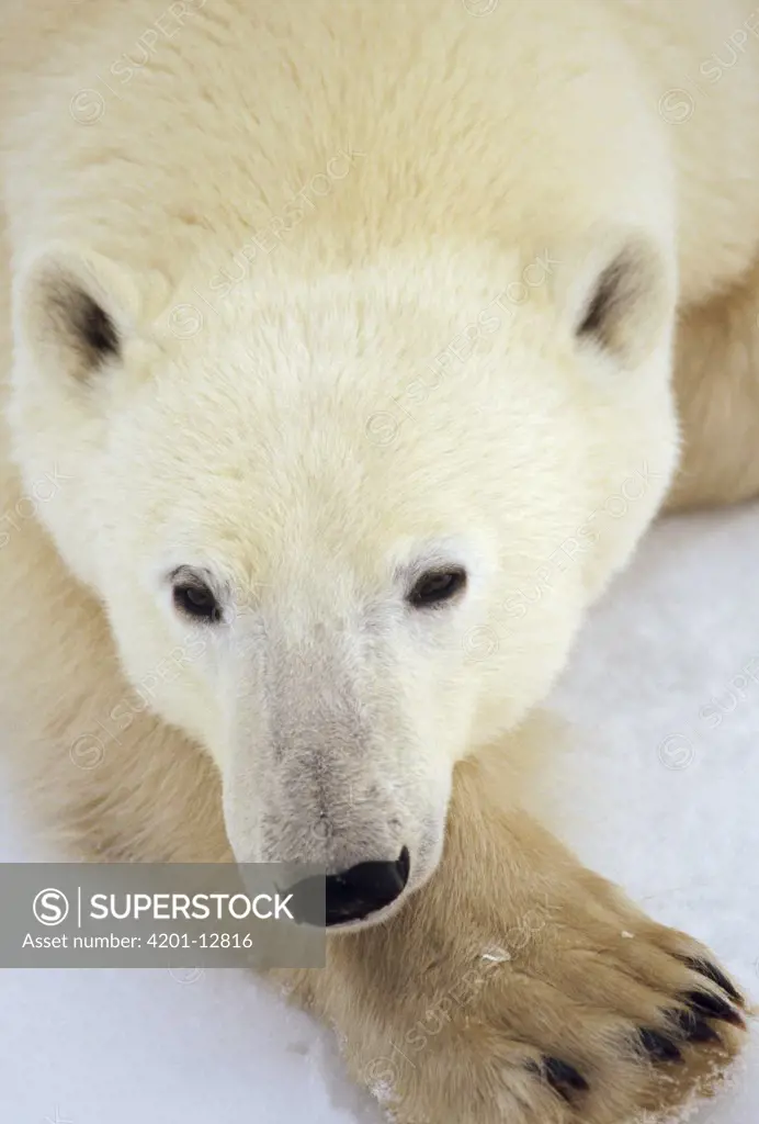 Polar Bear (Ursus maritimus) portrait, Churchill, Manitoba, Canada