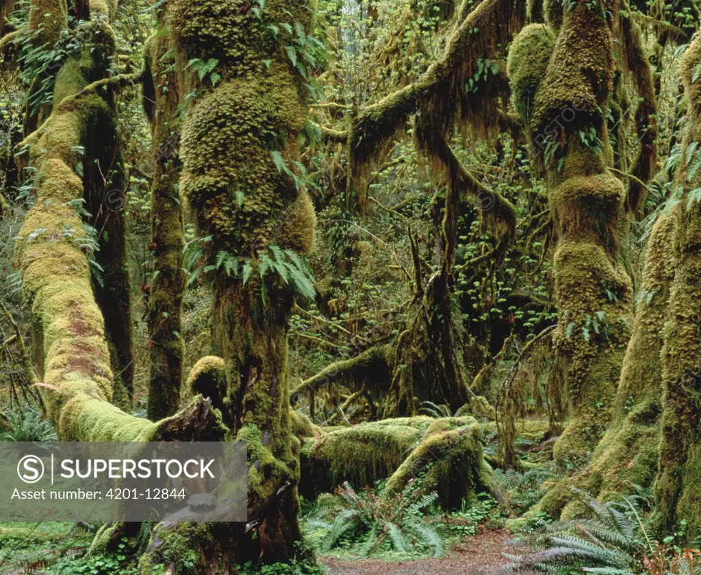Temperate rainforest vegetation, southeast Alaska