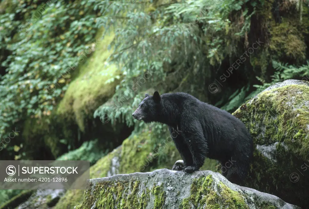 Black Bear (Ursus americanus) on mossy rocks, Alaska