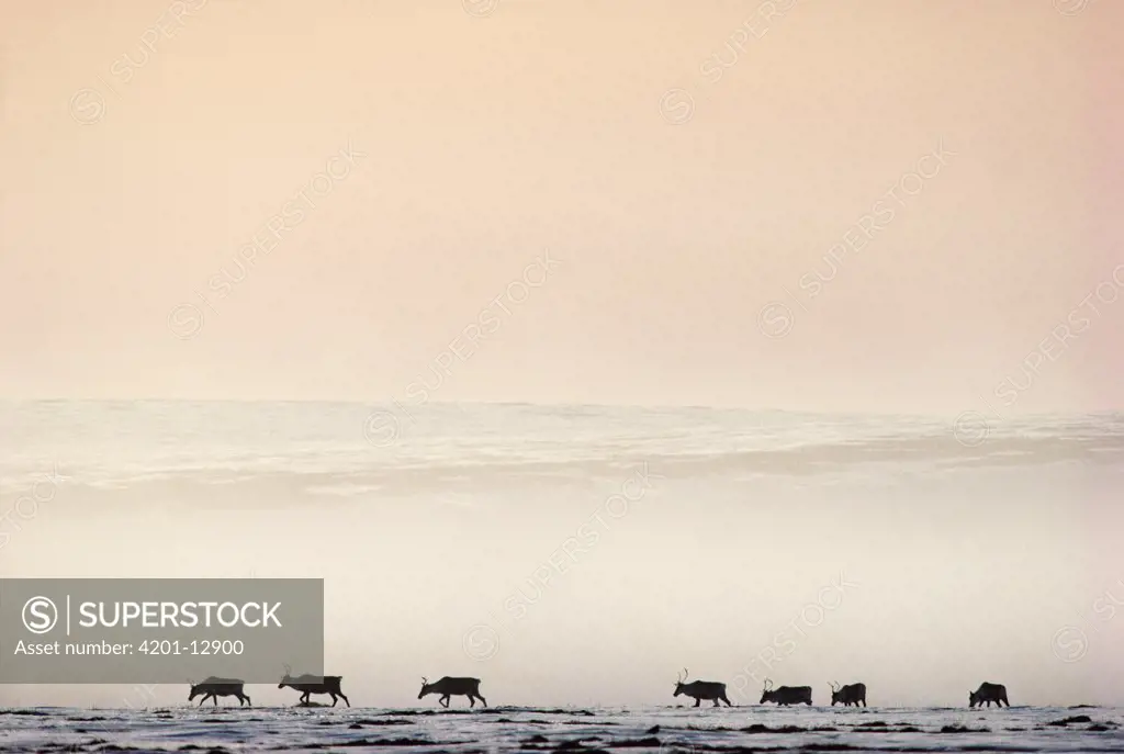 Caribou (Rangifer tarandus) herd crossing misty tundra during migration, Alaska