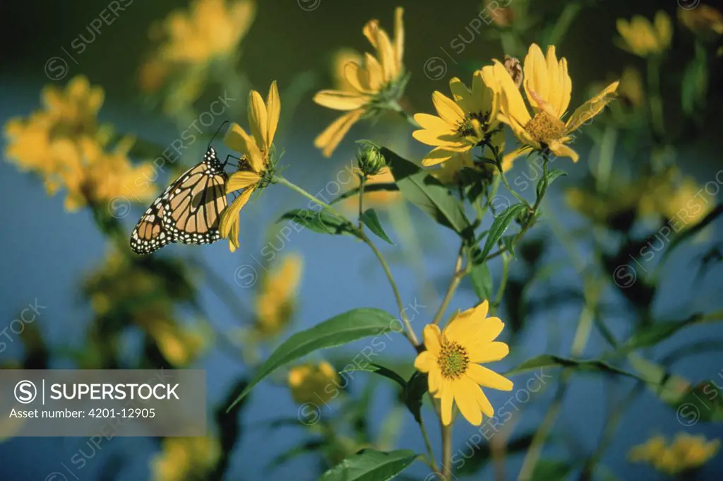 Monarch (Danaus plexippus) butterfly feeding on a Giant Sunflower (Helianthus giganteus), South Dakota