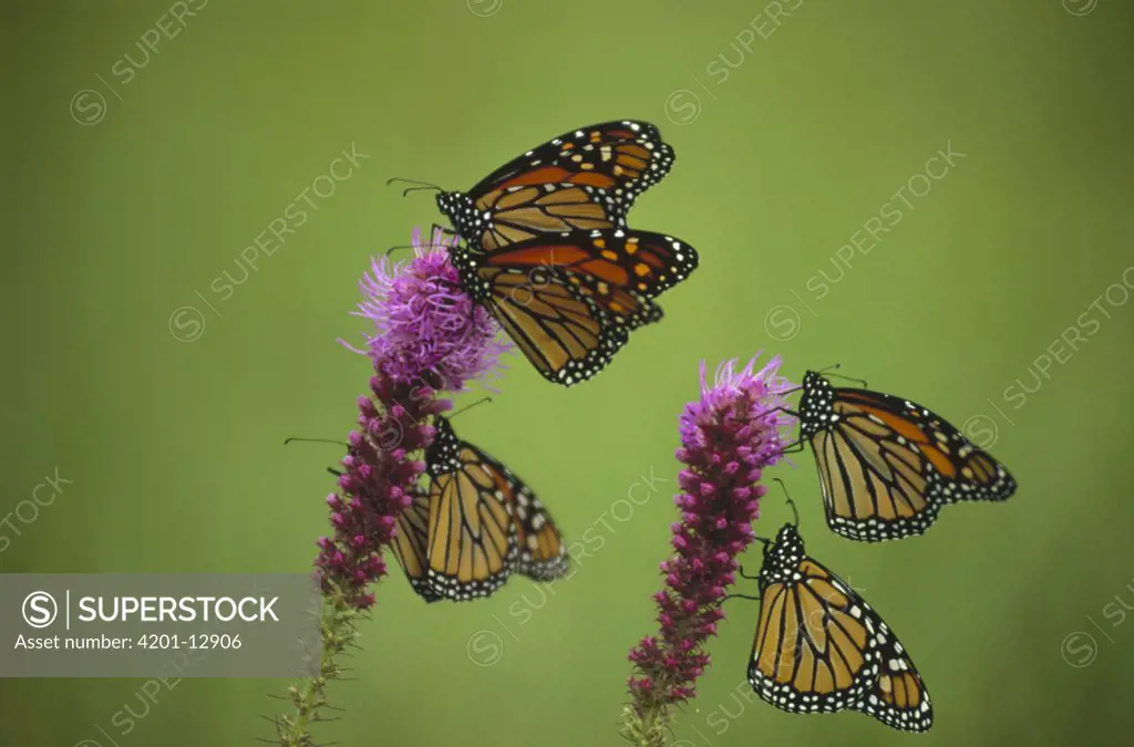 Monarch (Danaus plexippus) butterfly group resting on Thickspike Gayfeather (Liatris pycnostachya) flowers, North America