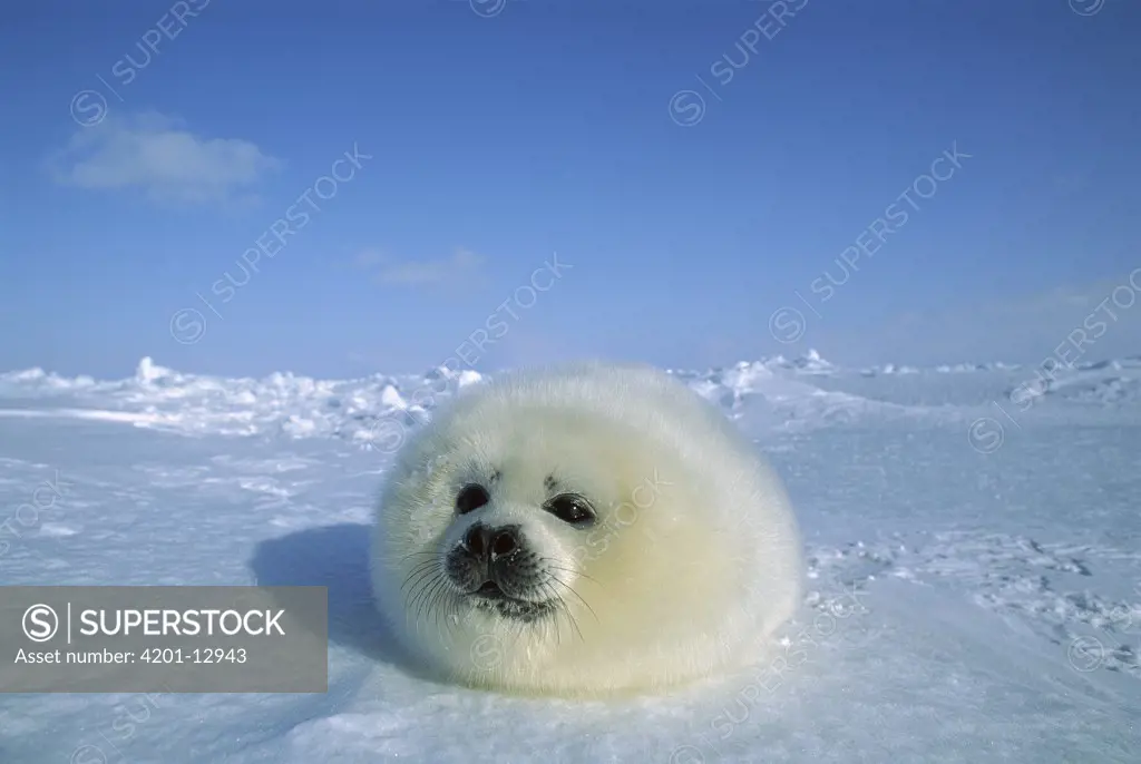 Harp Seal (Phoca groenlandicus) pup on ice, Gulf of St Lawrence, Canada