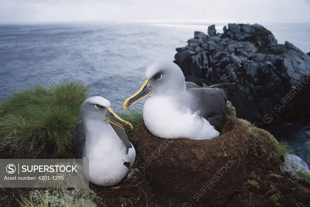 Buller's Albatross (Thalassarche bulleri) endemic to New Zealand's southern islands, pair reinforcing their mud nest during incubation swap, Snares Islands, New Zealand
