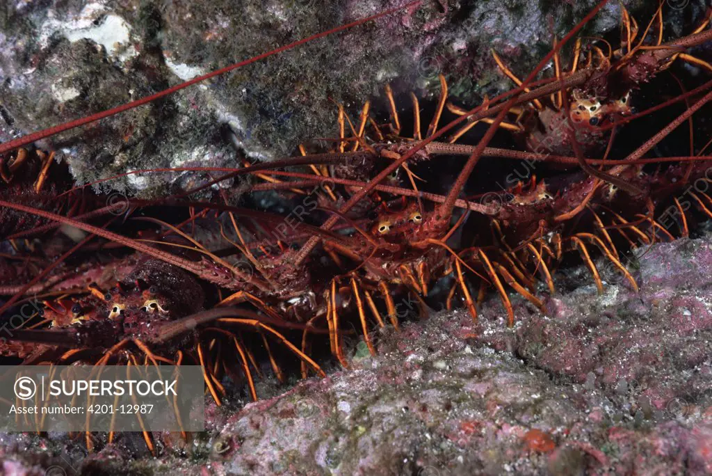 California Spiny Lobster (Panulirus interruptus) group on rocks, California