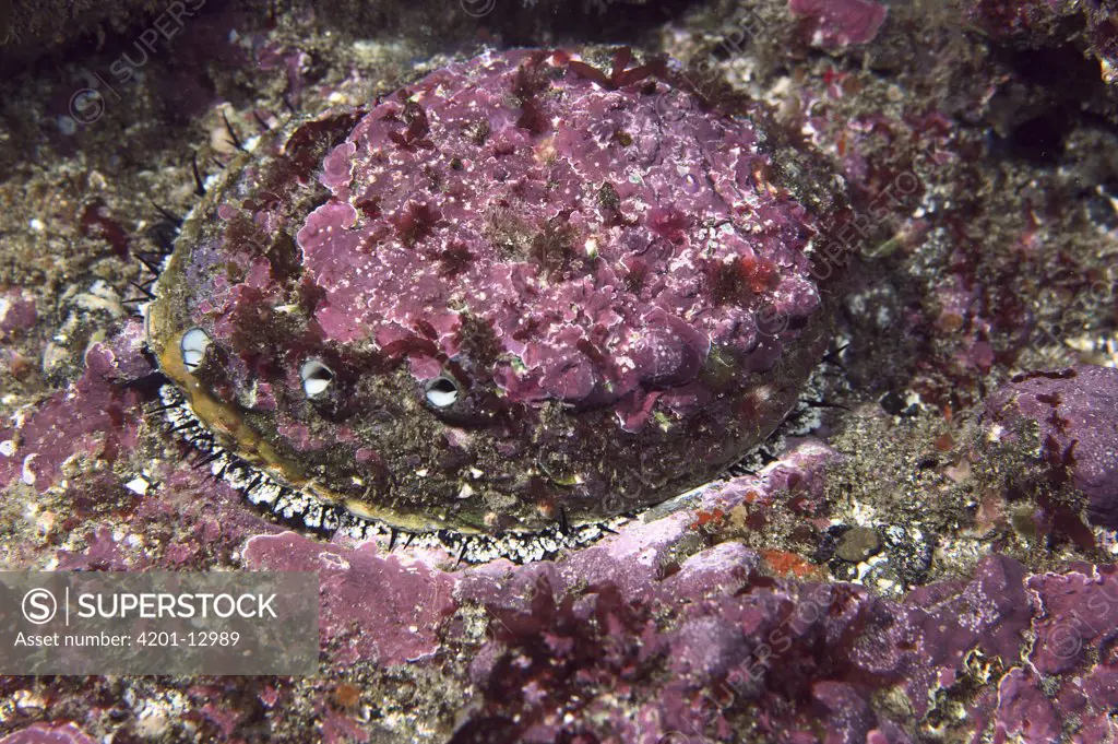Abalone (Haliotis sp) underwater
