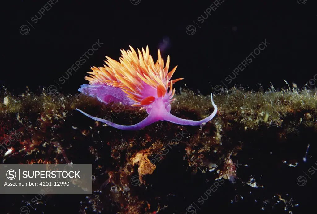Nudibranch, birghtly colored, Arctic Ocean