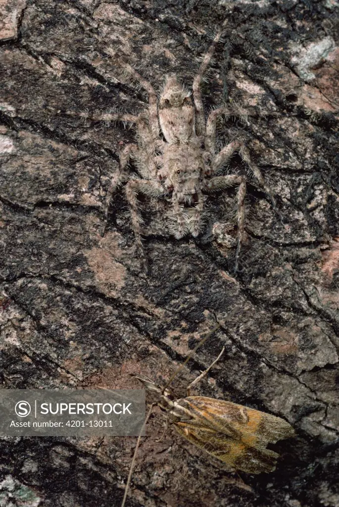 Bark-mimicking Jumping Spider, camouflaged, ready to pounce on nearby Moth