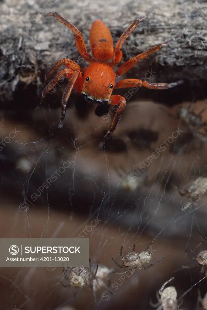 Subterranean jumping spider hunting baby spiders, Kenya