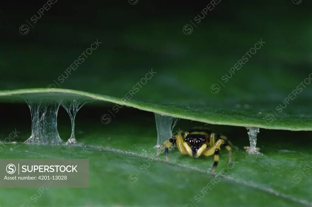 Jumping Spider (Ptocacius sp) in night- time leaf shelter secured with bolts of silk, Singapore
