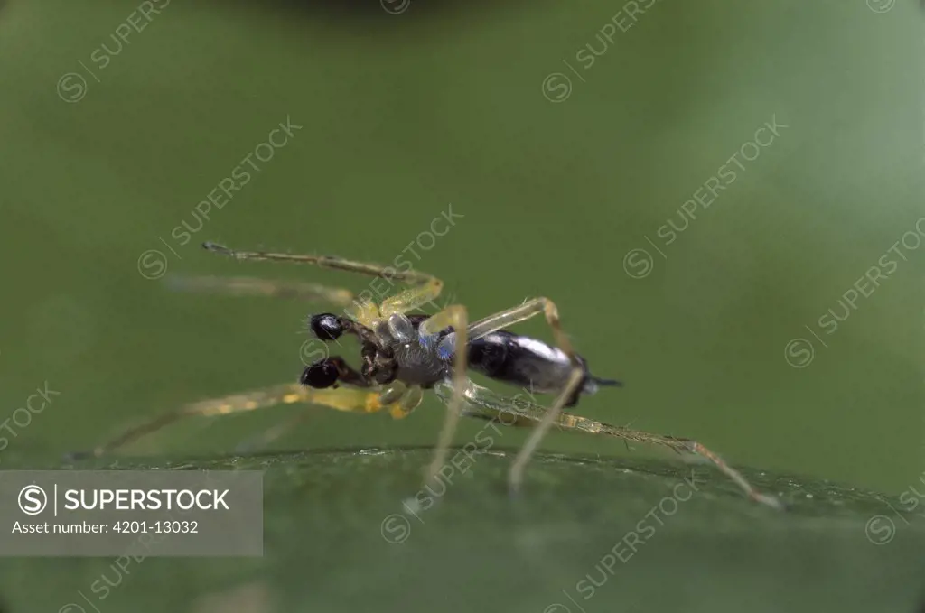 Jumping Spider (Asemonea tenuipes) male in courtship dance, Sri Lanka