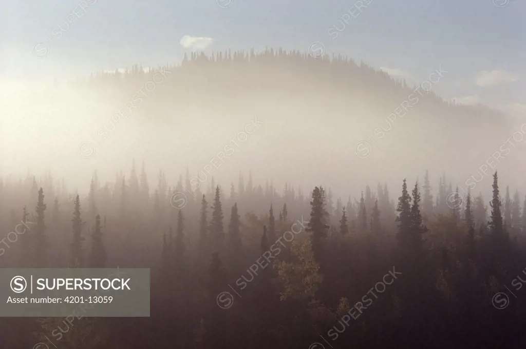 Foggy boreal forest, Denali National Park and Preserve, Alaska