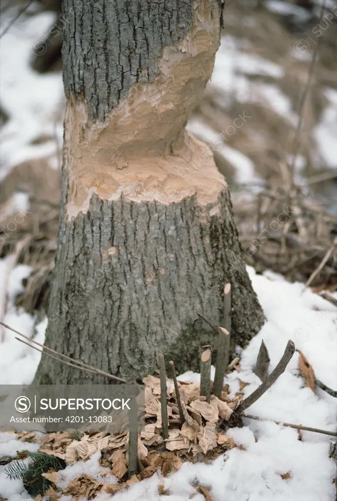 American Beaver (Castor canadensis) chewed tree, Minnesota