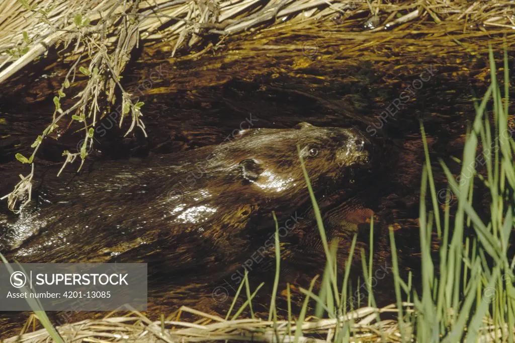 American Beaver (Castor canadensis) swimming in creek, Minnesota