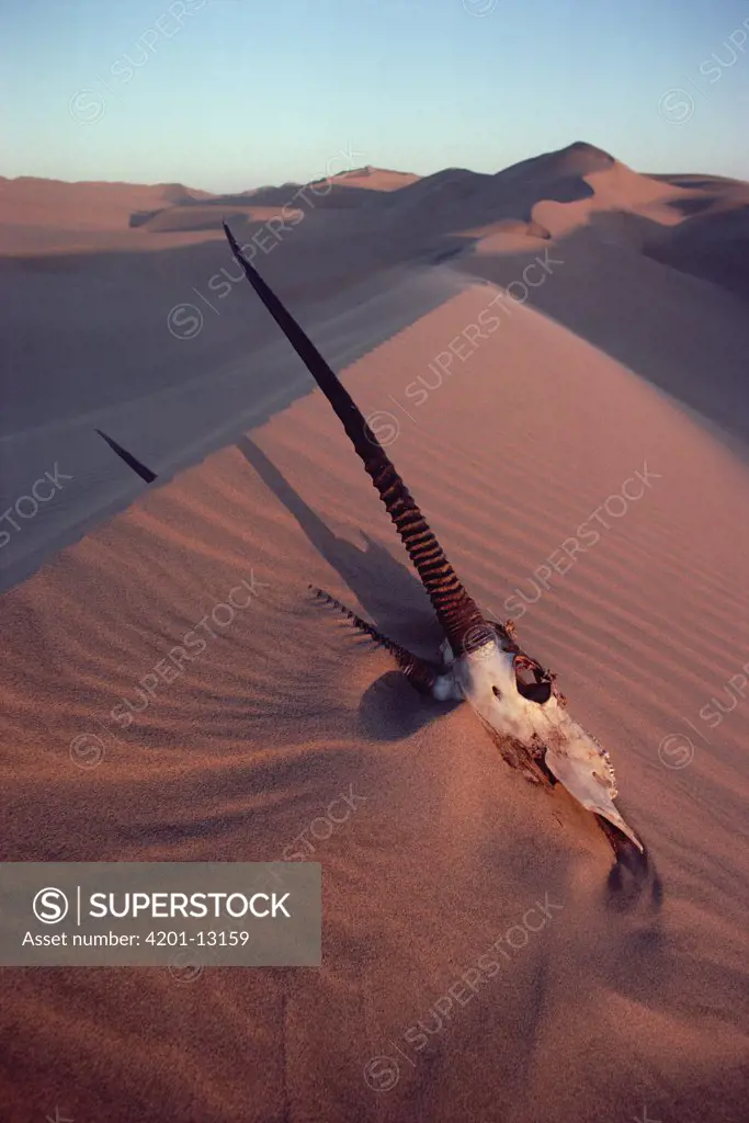 Oryx (Oryx gazella) skull in Namib Desert, Namibia
