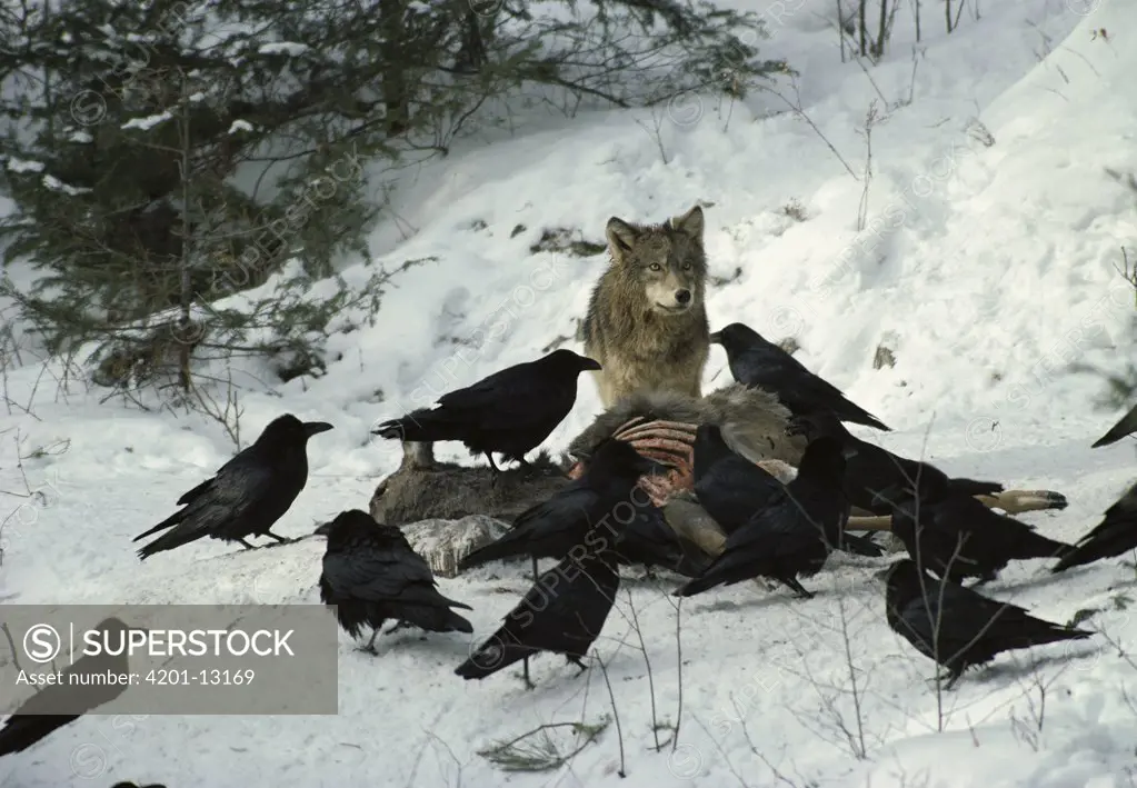 Timber Wolf (Canis lupus) and Common Raven (Corvus corax) group feeding on deer carcass in snow, Minnesota