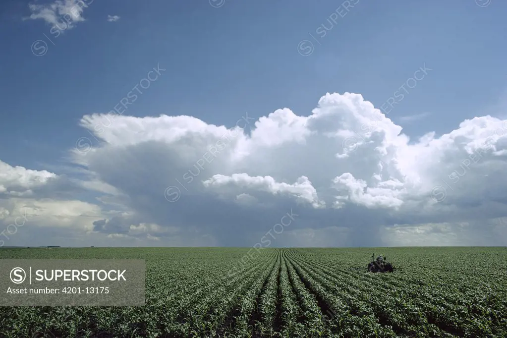 Tractor in corn field, Minnesota
