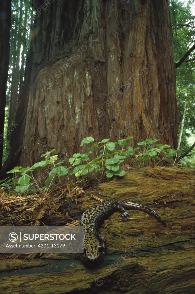 Pacific Giant Salamander (Dicamptodon ensatus) in temperate redwood forest, Santa Cruz, California