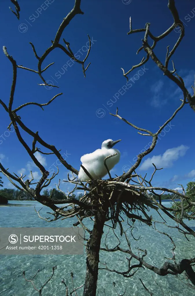 Red-footed Booby (Sula sula) chick on nest in tree overlooking lagoon, Whippoorwill Island, US Line Islands, Palmyra Atoll, tropical Pacific