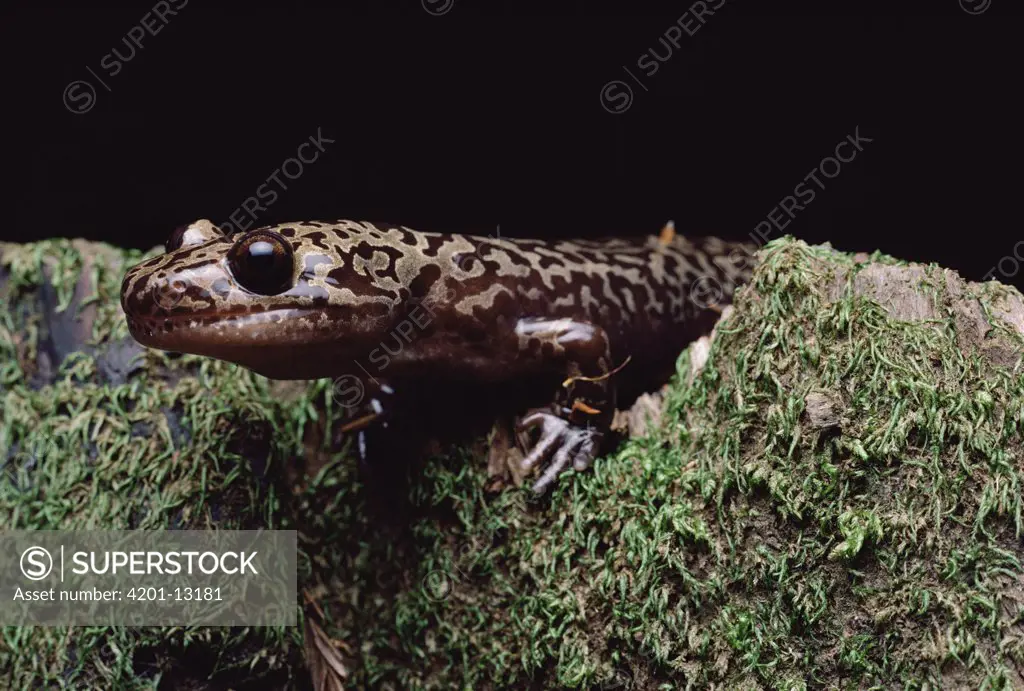 Pacific Giant Salamander (Dicamptodon ensatus) on mossy rock, central California