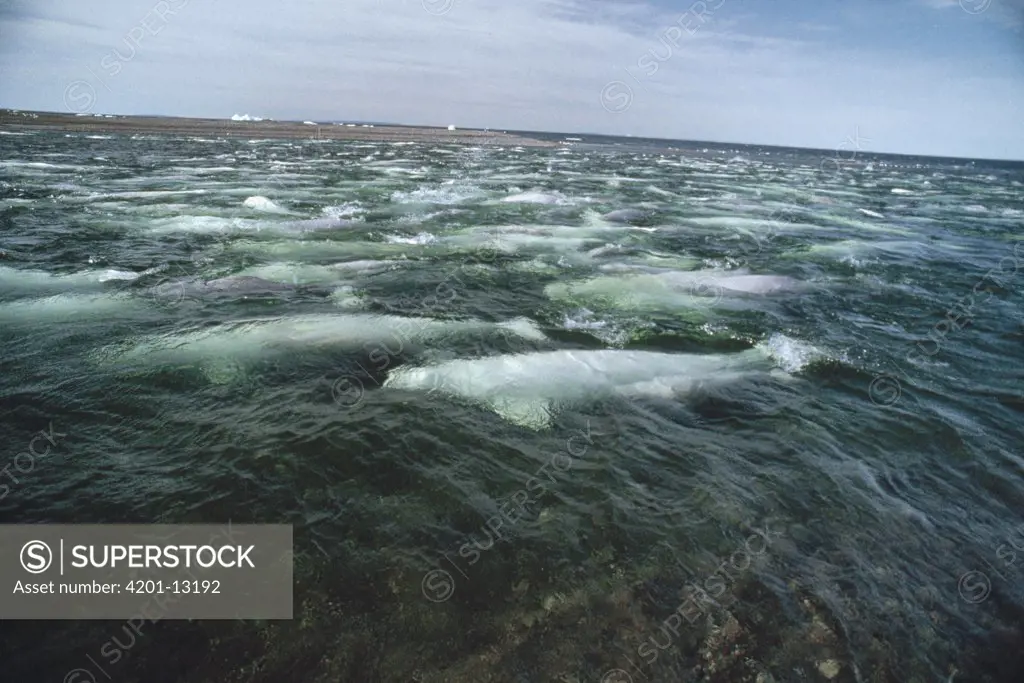 Beluga (Delphinapterus leucas) whale, group swimming and molting in freshwater shallows, Somerset Island, Nunavut, Canada