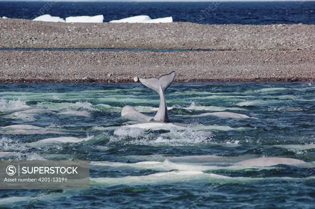 Beluga (Delphinapterus leucas) group in river mouth, Northwest Territories, Canada