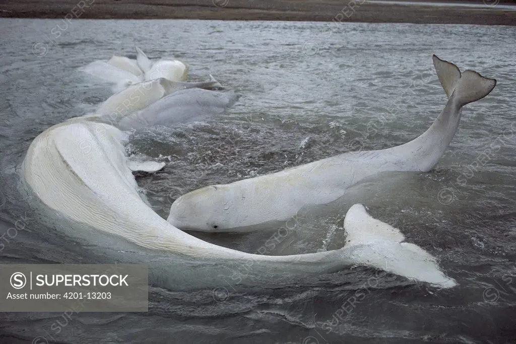 Beluga (Delphinapterus leucas) stranded pod awaits the incoming tide, Somerset Island, Nunavut, Canada