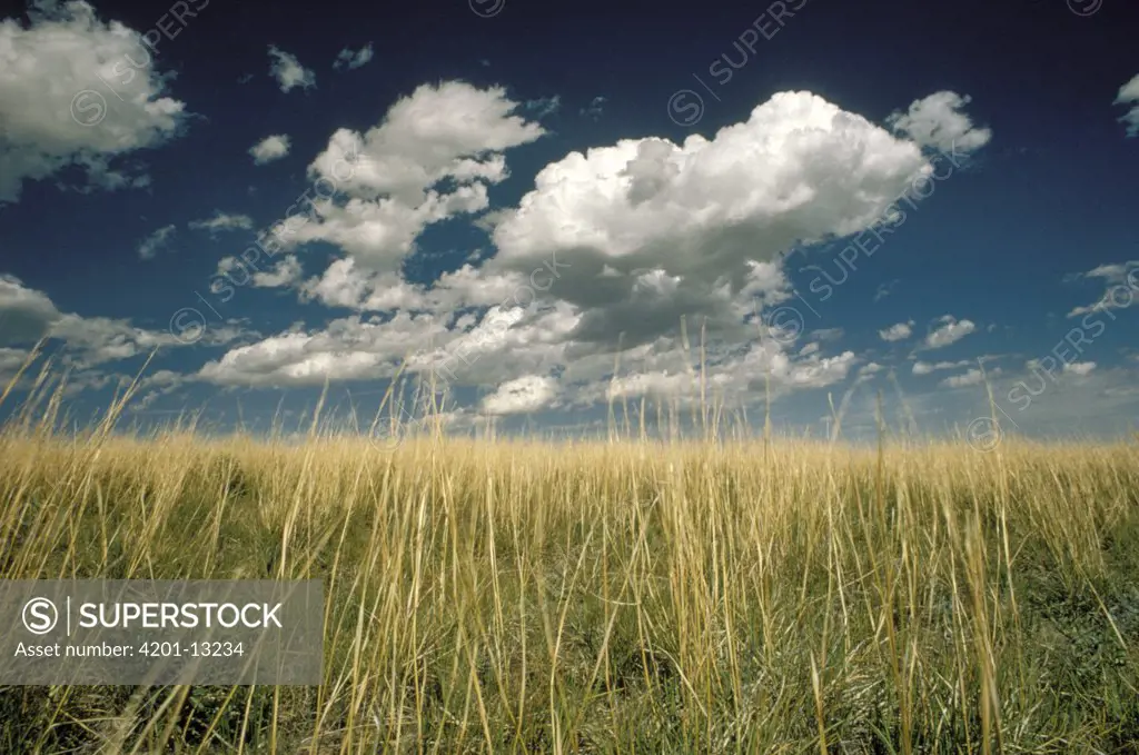 Cloudy sky over tallgrass prairie, Wind Cave National Park, South Dakota