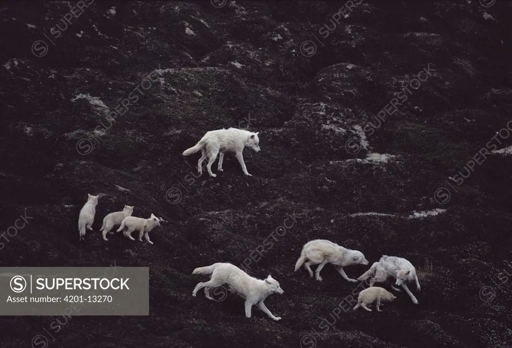 Arctic Wolf (Canis lupus) pack playing on tundra, Ellesmere Island, Nunavut, Canada