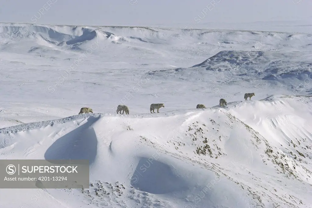 Arctic Wolf (Canis lupus) pack on snowy tundra, Ellesmere Island, Nunavut, Canada