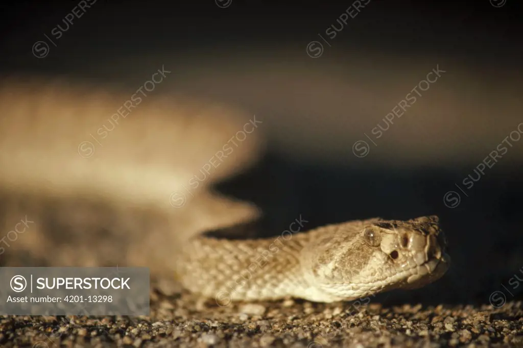 Red Rattlesnake (Crotalus ruber) close up of head, Baja California, Mexico
