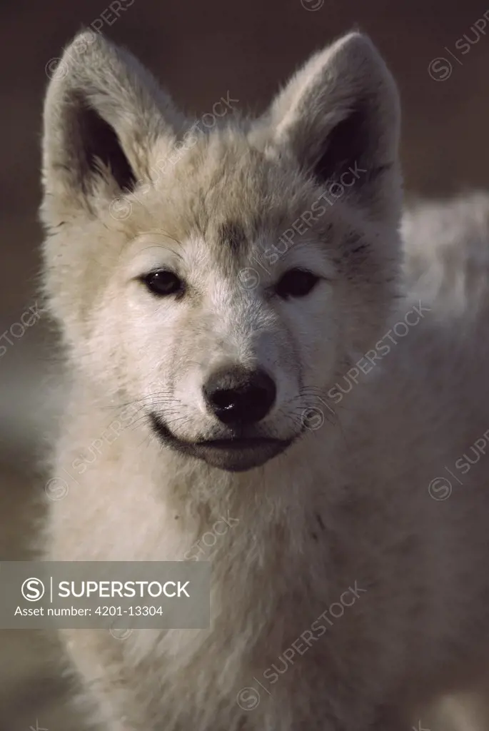Arctic Wolf (Canis lupus) pup, Ellesmere Island, Nunavut, Canada